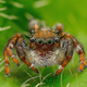 Illustration for article titled Is There Any Environment On Earth That Spiders Cant Live In?